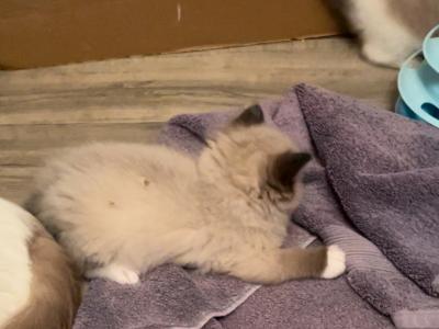 Seal Point - Ragdoll - Gallery Photo #1