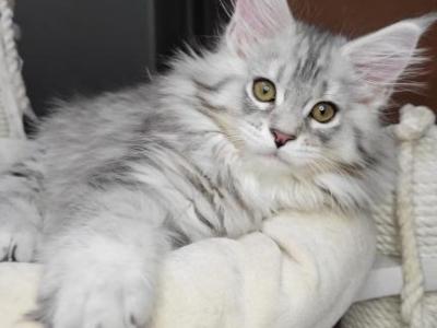 Diana - Maine Coon - Gallery Photo #1