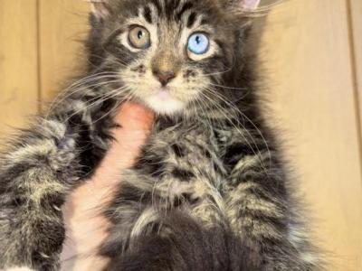 Bobby  Pure Baby Main Coon Male - Maine Coon - Gallery Photo #1