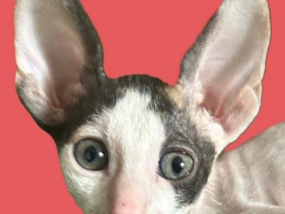 Patches - Cornish Rex - Gallery Photo #1