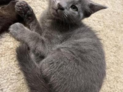 Nyla - Russian Blue - Gallery Photo #1