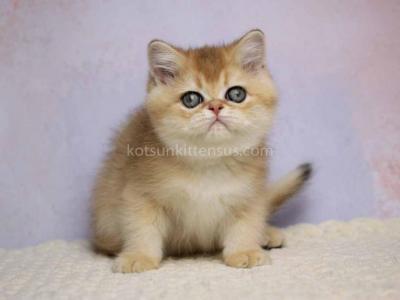 Kevin Black Golden Shaded Ny 11 British Shorthair - British Shorthair - Gallery Photo #1