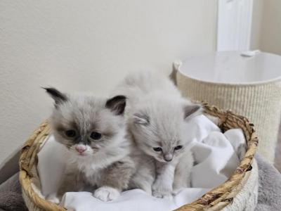 Jack &Loki - Ragdoll - Gallery Photo #1