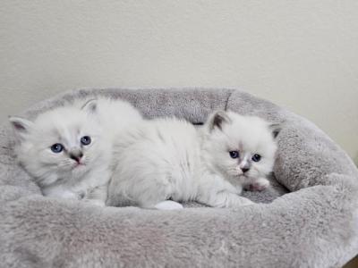 Nala &Sage - Ragdoll - Gallery Photo #1