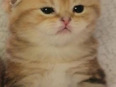 Casper - Scottish Fold - Gallery Photo #1