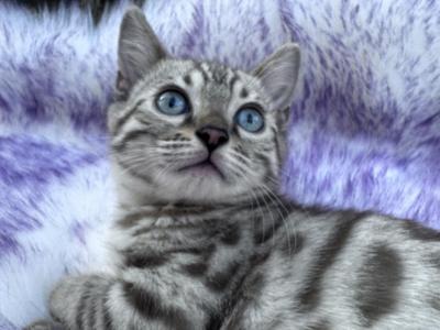 Aria's Snow Mink Female - Bengal - Gallery Photo #1