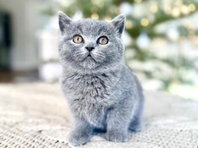 Ash - British Shorthair - Gallery Photo #1