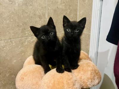 Soot & Sprite - Domestic - Gallery Photo #1