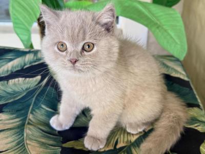 British Shorthair Lilac  Male - British Shorthair - Gallery Photo #1