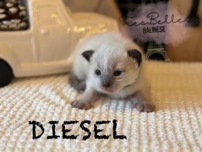 Diesel - Balinese - Gallery Photo #1