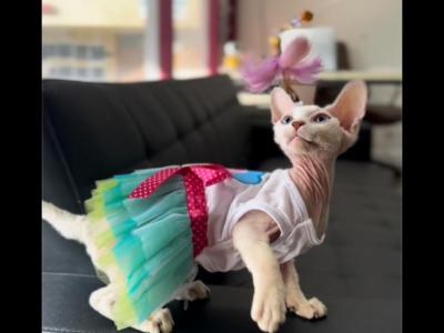 Adriana - Devon Rex - Gallery Photo #1