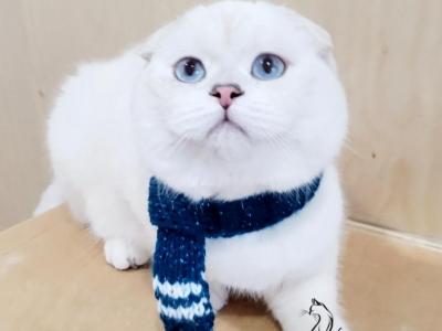 Diego - Scottish Fold - Gallery Photo #1