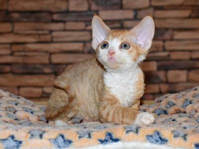 Pokemon - Devon Rex - Gallery Photo #1