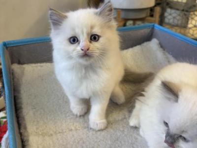 Spruce Blue Bicolor Male - Ragdoll - Gallery Photo #1