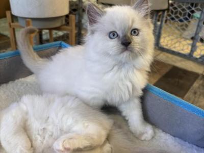 Cedar Mitted Blue Point - Ragdoll - Gallery Photo #1