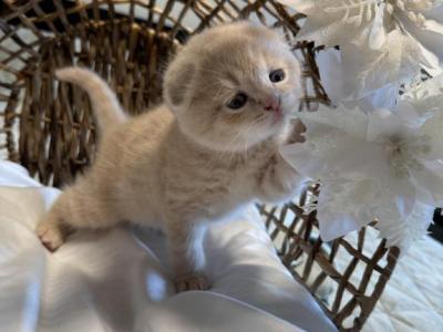 Cashmere - Scottish Fold - Gallery Photo #1