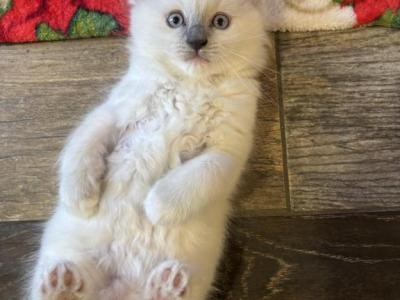 Mistletoe Mitted Blue Point - Ragdoll - Gallery Photo #1