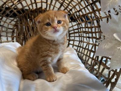 Garfield - Scottish Fold - Gallery Photo #1