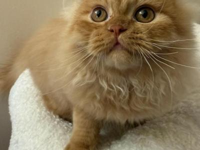 Orange Persian - Persian - Gallery Photo #1