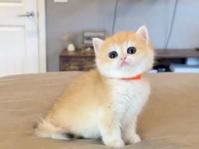 Orange NY12 - British Shorthair - Gallery Photo #1