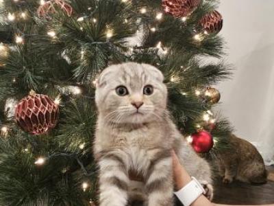 Leo - Scottish Fold - Gallery Photo #1