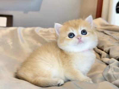 Pink NY12 - British Shorthair - Gallery Photo #1