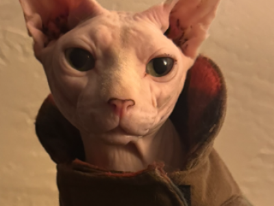 Kobi - Sphynx - Gallery Photo #1