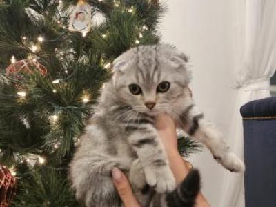 Lily - Scottish Fold - Gallery Photo #1