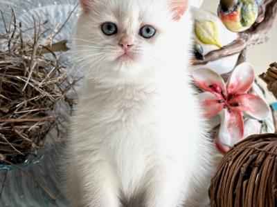 Periwinkle - British Shorthair - Gallery Photo #1