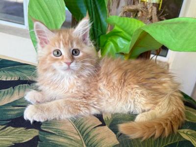 Maine Coon Orange Female - Maine Coon - Gallery Photo #1