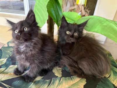 Maine Coon Black Brothers - Maine Coon - Gallery Photo #1