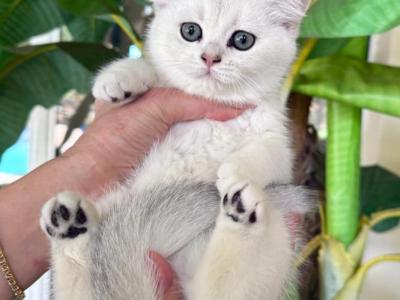 British Shorthair Silver Chinchilla Female - British Shorthair - Gallery Photo #1