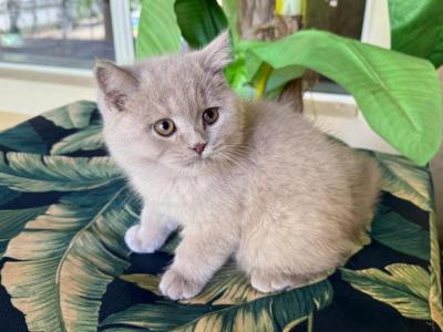 British Shorthair Lilac Male - British Shorthair - Gallery Photo #1