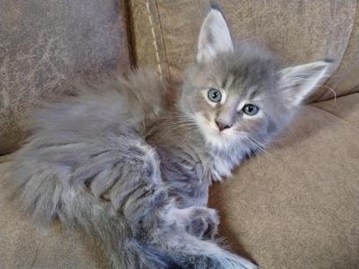 Ember - Maine Coon - Gallery Photo #1