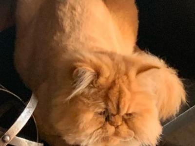 Red Tabby Male - Persian - Gallery Photo #1