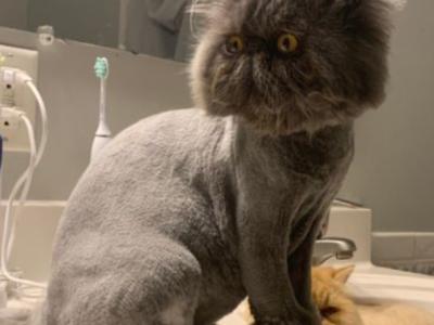 Blue Smokey Robinson - Persian - Gallery Photo #1