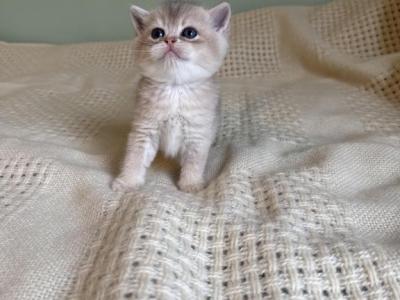 British Shorthair Kitten - British Shorthair - Gallery Photo #1