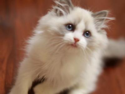 Moki - Ragdoll - Gallery Photo #1