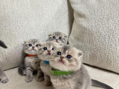 Grey Scottish Fold - Scottish Fold - Gallery Photo #1