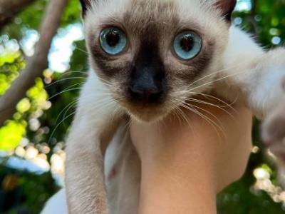 Siamese Thai Cat - Siamese - Gallery Photo #1