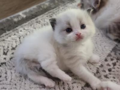 Expecting Two Litters Of TCA Registered Ragdolls - Ragdoll - Gallery Photo #1