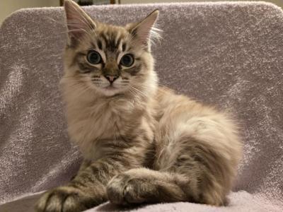 Chai Latte - Ragdoll - Gallery Photo #1