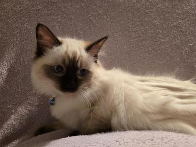 Vanilla Bean - Ragdoll - Gallery Photo #1