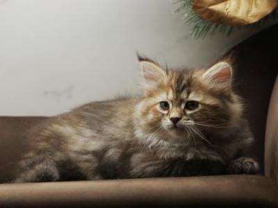 Katarina Of RomanovCats - Siberian - Gallery Photo #1