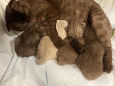 Brown Scottish Fold Kittens - Scottish Fold - Gallery Photo #1