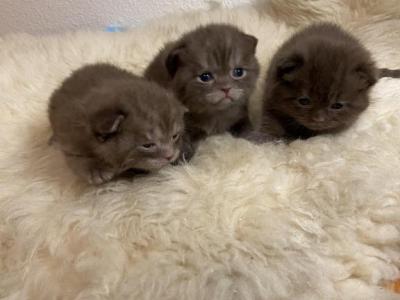 Cinnamon Scottish Fold Kittens - Scottish Fold - Gallery Photo #1