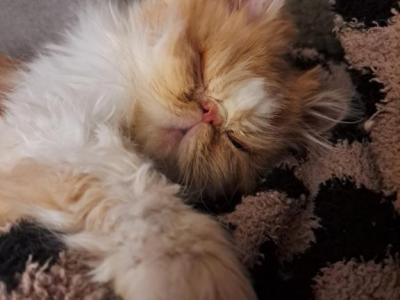 PEBBLES BABYS' - Persian - Gallery Photo #1