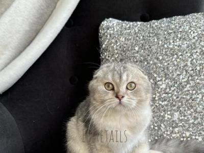 Scottish Fold Silver Chinchilla Kitten - Scottish Fold - Gallery Photo #1