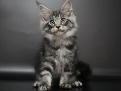 Monaco - Maine Coon - Gallery Photo #1