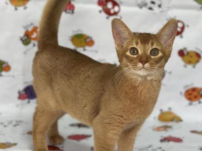 Iris - Abyssinian - Gallery Photo #1